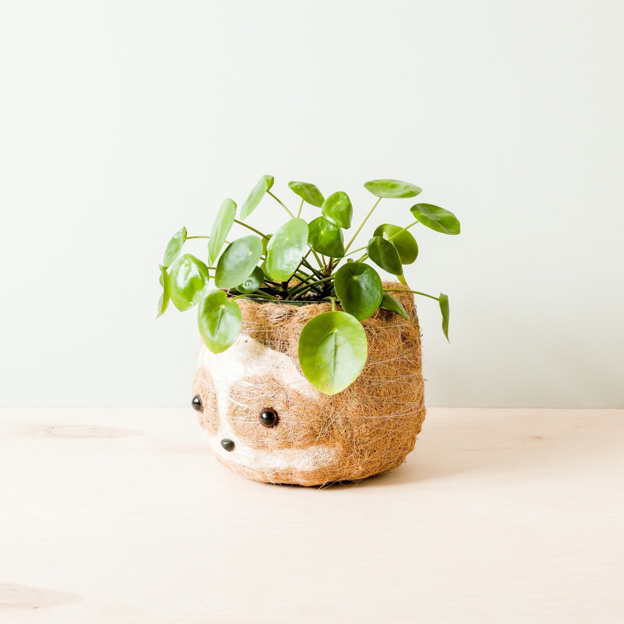 Planters - Large two-tone Sloth - Coco Coir Pots (6 inch) | LIKHÂ - LIKHÂ