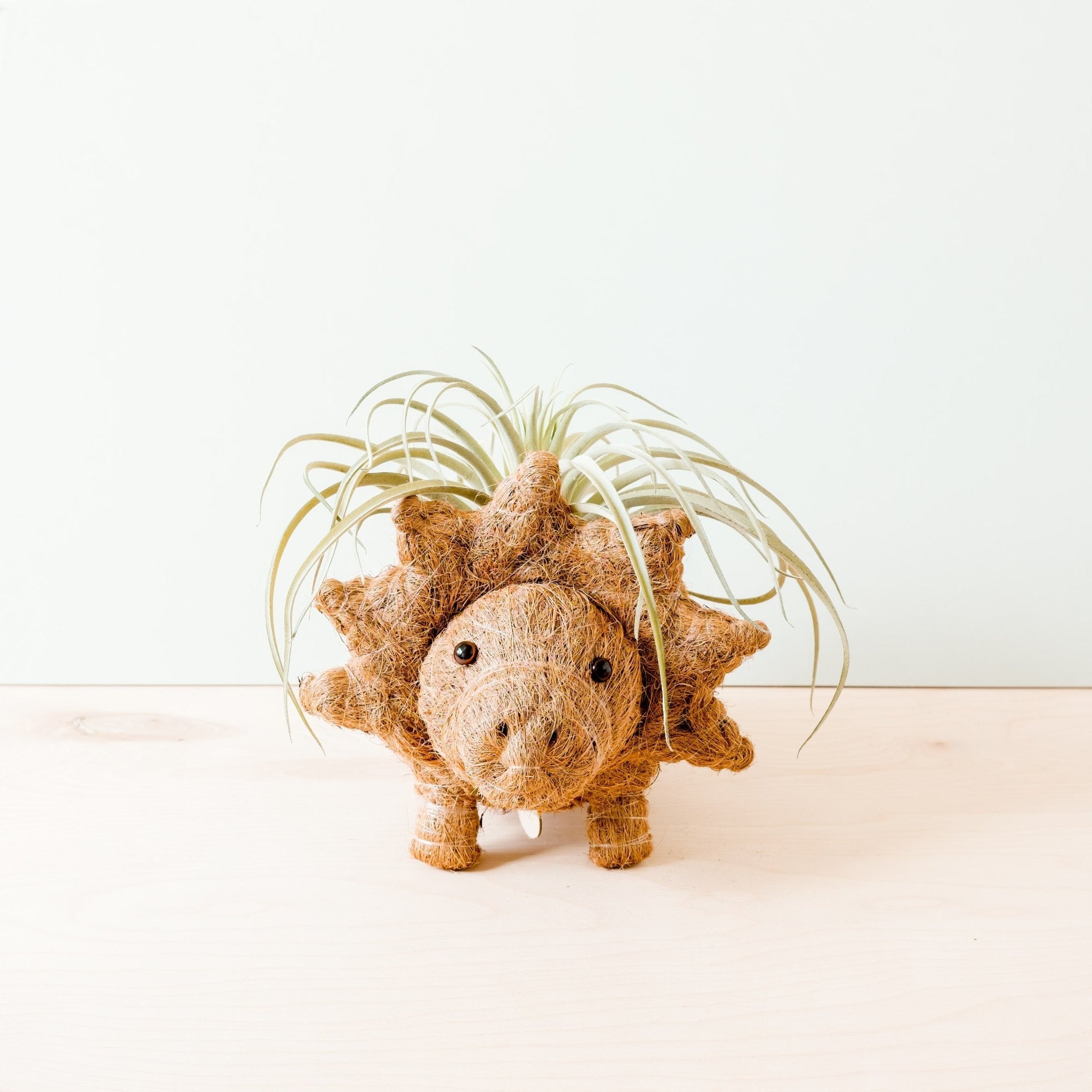 Planters - Triceratops Planter - Coco Coir Pots | LIKHÂ - LIKHÂ