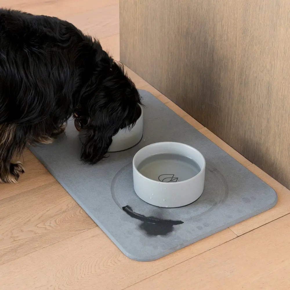 medium size dog eating from ceramic bowls on stone base with water drying 