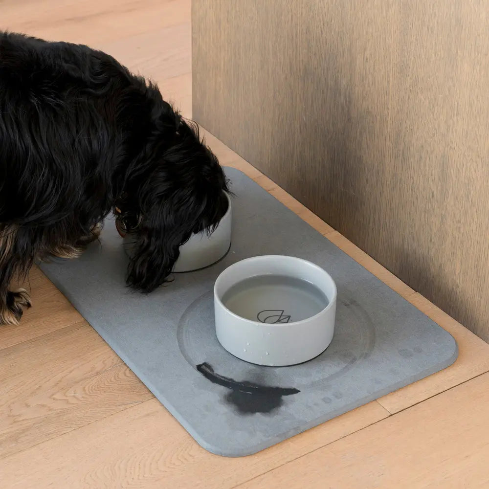 dog eating out of ceramic modern dog bowl