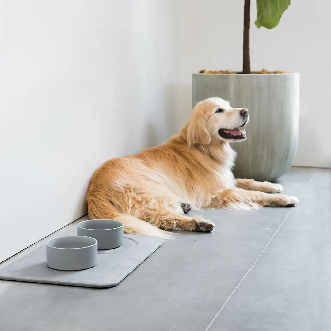 dog relaxing next to modern quick-drying pet feeding station