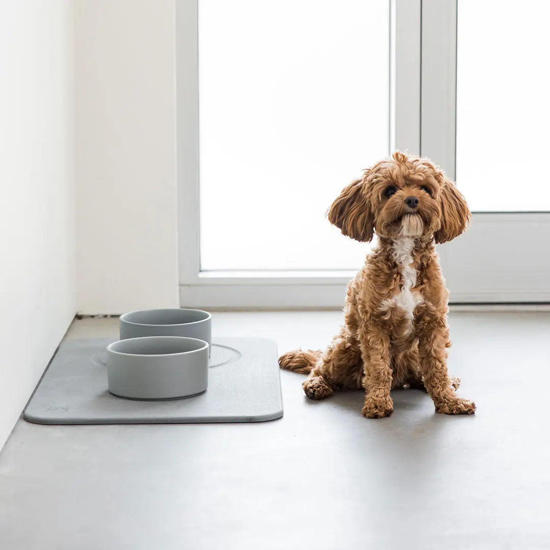 dog sitting next to modern dog bowls and drying base