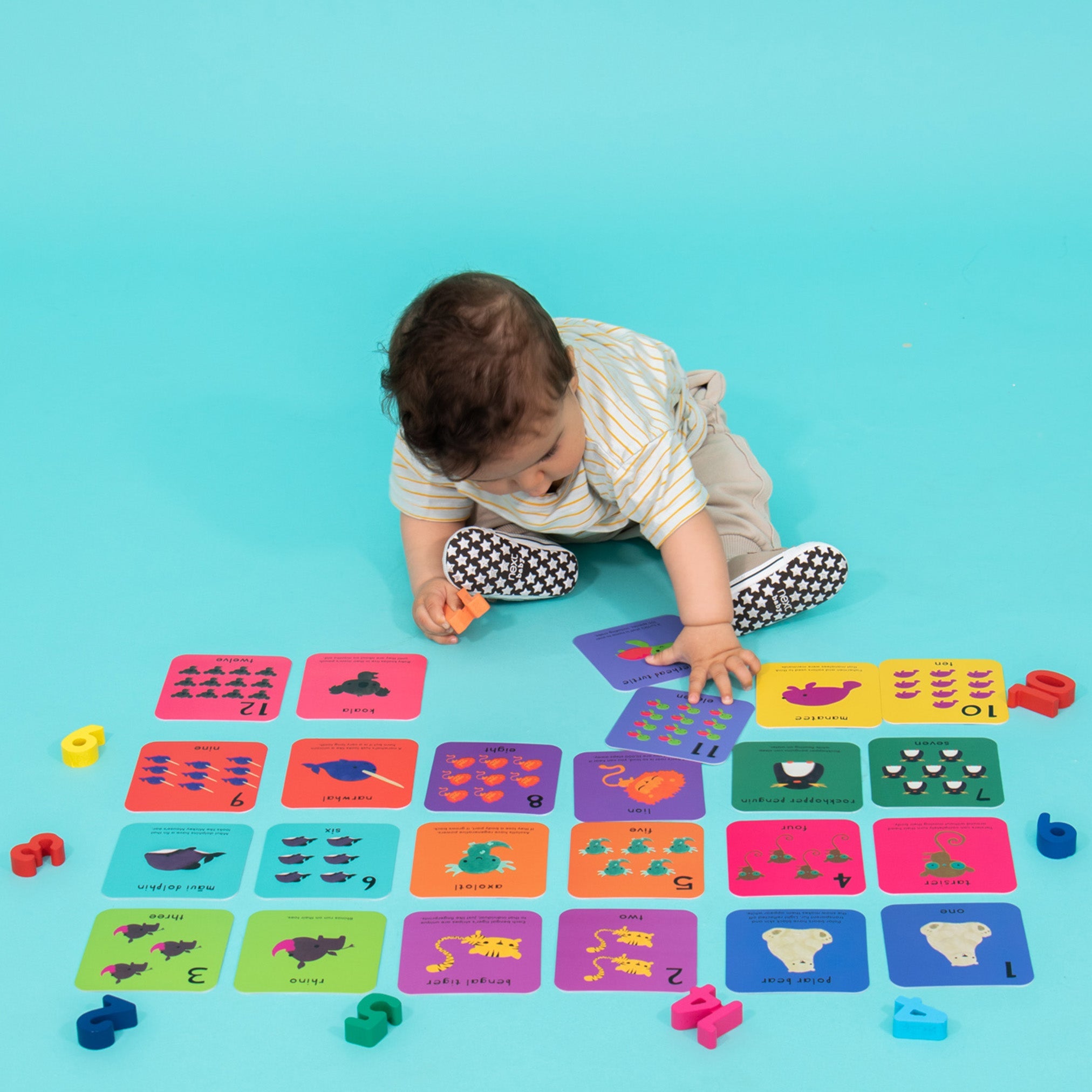 What's the Number? (Number Flashcards)