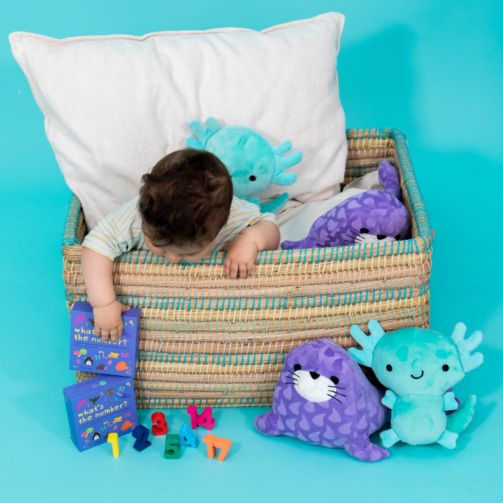 What's the Number? (Number Flashcards)