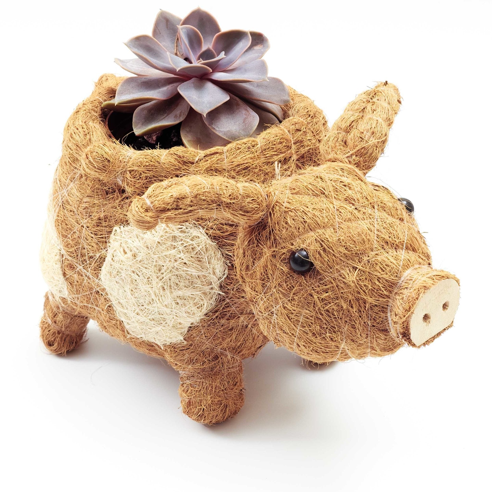 Planters - Pig Planter - Coco Coir Pots| LIKHÂ - LIKHÂ
