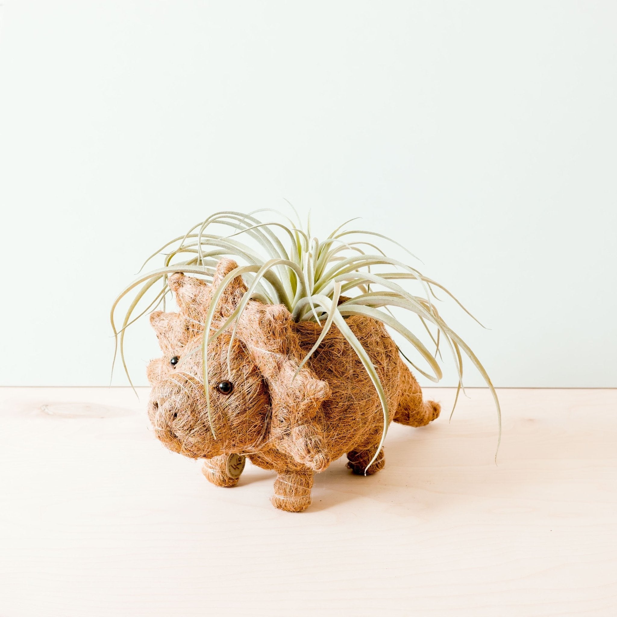 Planters - Triceratops Planter - Coco Coir Pots | LIKHÂ - LIKHÂ